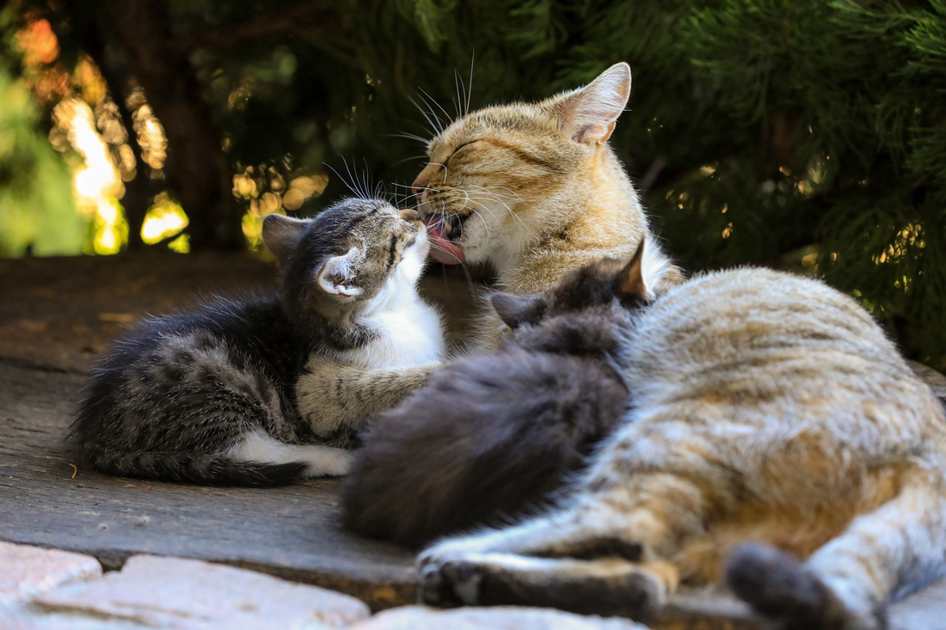 Passion