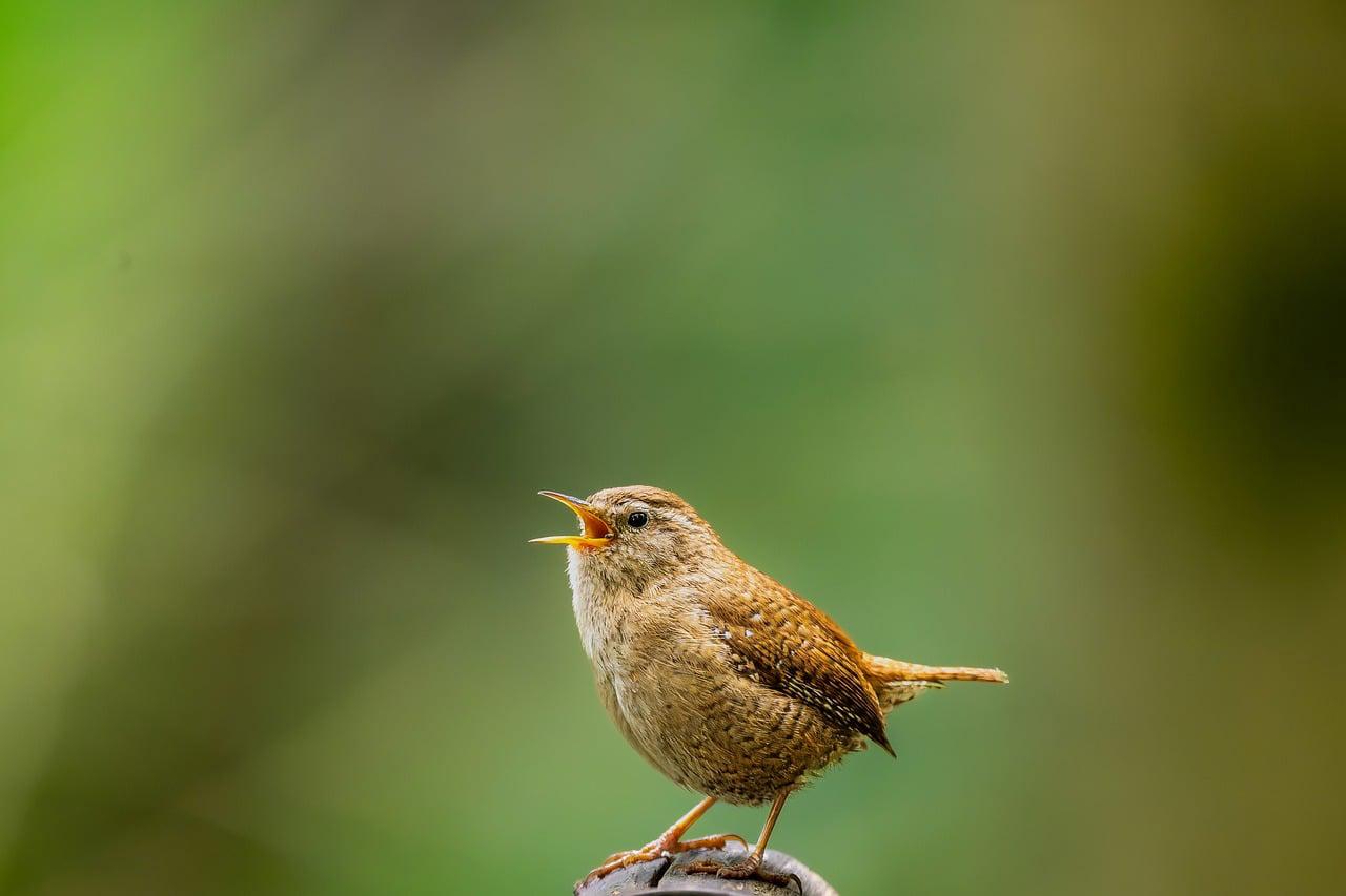 Bege Escuro
